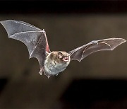 라오스 박쥐서 발견된 바이러스, 코로나19와 96.8% 일치