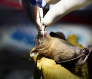 라오스 서식 박쥐서 코로나와 96.8% 일치 바이러스 발견