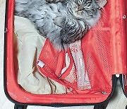 [고양이 눈]"여행 가고 싶으냥.."