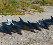 아르헨티나서 멸종위기종 돌고래 15마리 집단 폐사..원인은 스트레스?