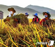 수확철 북한 은파군 협동농장.."애국의 땀과 열정"