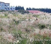 제주 가을 정취 '물씬'