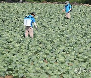 양배추 방제 '한창'