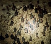라오스 동굴 박쥐서 코로나19와 유사한 바이러스 3종 발견