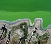 [이 시각] 끓여도 위험.. 독성 조류 뒤덮인 美 캘리포니아 호수