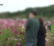 [보도기획K] "노마스크에 도로 점유까지"..'위험천만' 꽃나들이