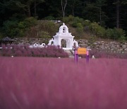 핑크뮬리 만개한 포천 허브아일랜드