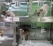 춘천시 반려동물 민원 하루평균 15건..인식전환 캠페인 추진