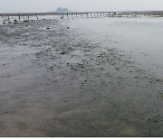 인천시, 해초류 활용 온실가스 흡수 '블루카본' 사업 시작
