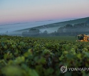 epaselect FRANCE AGRICULTURE GRAPE HARVEST