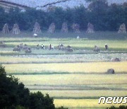쌀 수확하는 북한 마을 주민들