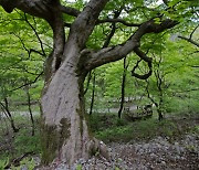 [고규홍의 큰 나무 이야기]아름다운 사람살이 품은 단풍나무