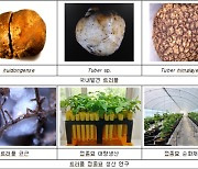 '땅속의 다이아몬드' 전남산림연구소 서양송로버섯 인공재배 주목