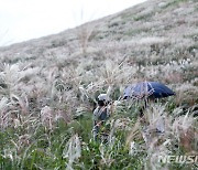 억새 피어난 제주