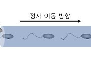 송사리 수정현상 착안해 우수 생식세포 선별기법 개발