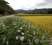 황금들녘에 핀 야생화