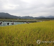 가을들녘에 마늘심기