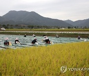 황금들녘에서 마늘심기