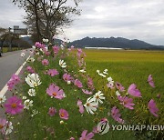 가을들녘에 핀 코스모스