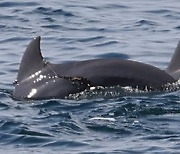해양보호종 남방큰돌고래, 낚싯줄 걸린 채 발견..지느러미 손상