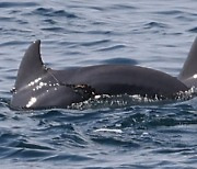 해양보호종 남방큰돌고래, 낚싯줄 걸린 채 발견..지느러미 손상