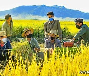 가을걷이 한창인 북한 농촌..노동신문 보도