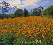 여주 금은모래강변공원에서 황화코스모스로 힐링하며 '인생샷'