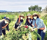 제주항공, 을숙도 생태계 교란 식물제거 활동 펼쳐