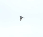 인공증식한 멸종위기 양비둘기 8마리, 전남 고흥 방사