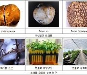 전남도산림자원연구소, '땅속 다이아몬드' 트러플 버섯 인공재배 연구