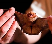 '인간 광견병' 걸린 美 남성 사망..집에서 박쥐 발견