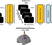 [사이테크 플러스] "뇌 특정부위에 자기자극 가하면 기억력 향상된다"