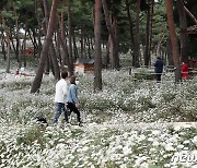 정읍시, 코로나19로 2년 연속 '구절초 꽃축제' 전면 취소