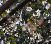 구례수목원, 화사한 '가을 벚꽃' 활짝 