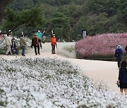 정읍 '구절초 꽃축제' 취소..10월 2~24일 자율 방문은 허용