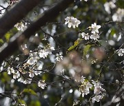 구례수목원, 가을의 시작을 알리는 가을벚나무 꽃 개화