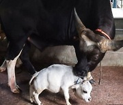 개만한 소, 기네스북 오른 '가장 작은 소' 세상 떠났다