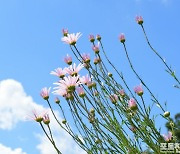 [포토친구] 꽃, 푸른 하늘 그리고 결실