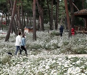 정읍시, 코로나19 확산 차단 '구절초 꽃축제' 취소