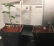 [사이테크 플러스] 화성에서 농사 가능할까.."뿌리혹박테리아가 식물 성장 촉진"