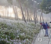'코로나19 확산 방지'..정읍 구절초 꽃축제 취소