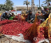 Palestinians Date Harvest