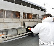 울산 겨울철 가축전염병 차단 총력..24시간 상황실 운영