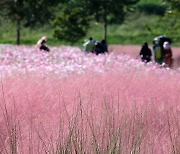 구미 낙동강체육공원 핑크뮬리 분홍색 물결