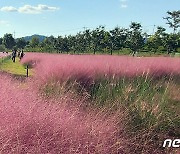 분홍 핑크뮬리와 파란 가을하늘