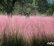 분홍 핑크뮬리 핀 구미 낙동강체육공원