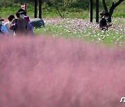핑크뮬리와 코스모스 꽃밭속 구미시민들