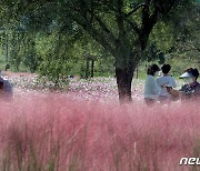 구미 낙동강체육공원에 핀 핑크뮬리