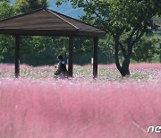 구미 낙동강체육공원 핑크뮬리 꽃밭