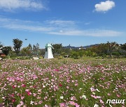 청주유기농단지에 '가을전령' 코스모스 활짝..대체공휴일 4·11일도 개장